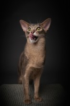 Abyssinian cat (Felis catus), licking its mouth, showing its tongue, in studio with black