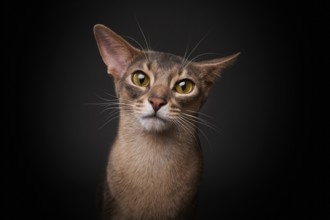 Abyssinian cat (Felis catus), looks funny, in studio with black background, animal portrait,