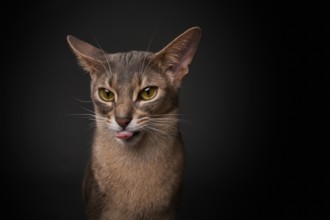 Abyssinian cat (Felis catus), showing the tongue, in studio with black background, animal portrait,