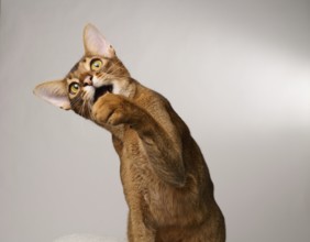 Abyssinian cat (Felis catus), raises paw, in studio with white background, animal portrait, Austria