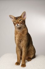 Abyssinian cat (Felis catus), sitting, in studio with white background, animal portrait, Austria