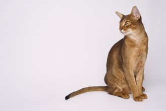 Abyssinian cat (Felis catus), sitting, in studio with white background, animal portrait, Austria