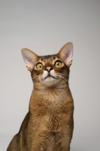 Abyssinian cat (Felis catus), in studio with white background, animal portrait, Austria