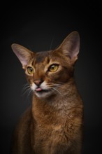 Abyssinian cat (Felis catus), showing the tongue, in studio with black background, animal portrait,