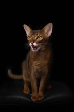 Abyssinian cat (Felis catus), licking its mouth, showing its tongue, in studio with black