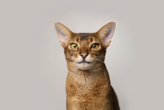 Abyssinian cat (Felis catus), laughing facial expression, in studio with white background, animal