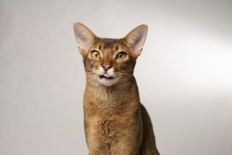 Abyssinian cat (Felis catus), showing the tongue, in studio with white background, animal portrait,