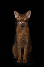 Abyssinian cat (Felis catus), sitting, showing the tongue, in studio with black background, animal