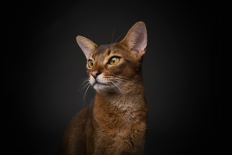Abyssinian cat (Felis catus), in studio with black background, animal portrait, Austria