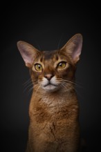 Abyssinian cat (Felis catus), in studio with black background, animal portrait, Austria