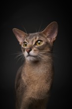 Abyssinian cat (Felis catus), in studio with black background, animal portrait, Austria