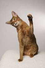 Abyssinian cat (Felis catus), raises paw, in studio with white background, animal portrait, Austria