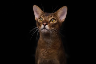 Abyssinian cat (Felis catus), looking curiously, in studio with black background, animal portrait,