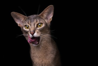Abyssinian cat (Felis catus), licking its mouth, showing its tongue, in studio with black