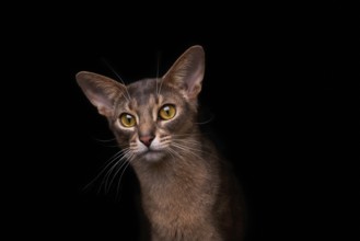 Abyssinian cat (Felis catus), in studio with black background, animal portrait, Austria