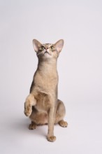 Abyssinian cat (Felis catus), raises paw, in studio with white background, animal portrait, Austria