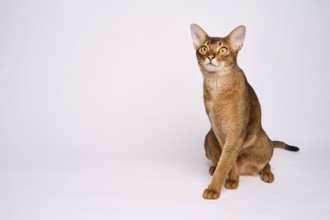 Abyssinian cat (Felis catus), crossing paws, in studio with white background, animal portrait,