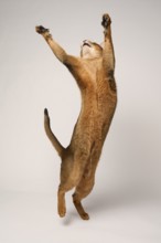 Abyssinian cat (Felis catus), stretching, jumping, in studio with white background, animal
