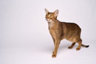 Abyssinian cat (Felis catus), in studio with white background, animal portrait, Austria