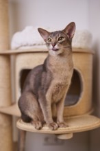 Abyssinian cat (Felis catus), sitting on the scratching post, showing the tongue, animal portrait,