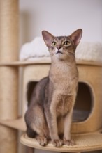 Abyssinian cat (Felis catus), sitting on the scratching post, animal portrait, Austria