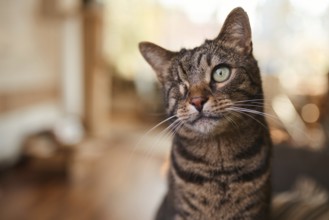 Tabby cat (Felis silvestris catus), blind in one eye, in the living room, animal portrait, Austria