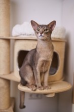 Abyssinian cat (Felis catus), sitting on the scratching post, animal portrait, Austria