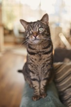 Tabby cat (Felis silvestris catus), blind in one eye, in the living room, animal portrait, Austria