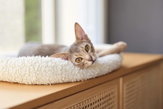 Abyssinian cat (Felis catus), lying in a cuddly bed, animal portrait, Austria
