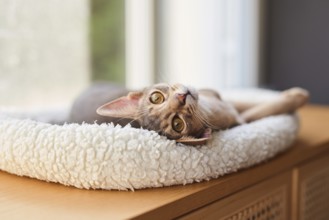 Abyssinian cat (Felis catus), lying in a cuddly bed, animal portrait, Austria