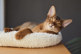 Abyssinian cat (Felis catus), lying in a cuddly bed, animal portrait, Austria