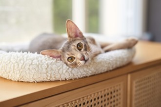 Abyssinian cat (Felis catus), lying in a cuddly bed, animal portrait, Austria