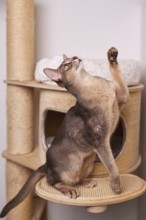 Abyssinian cat (Felis catus), raises its paw, on the scratching post, animal portrait, Austria