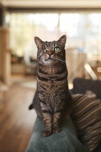Tabby cat (Felis silvestris catus), blind in one eye, in the living room, animal portrait, Austria