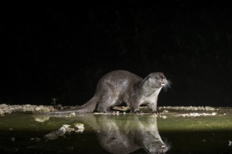 Otter (Lutra lutra), by a stream, Nostranska, Slovenia