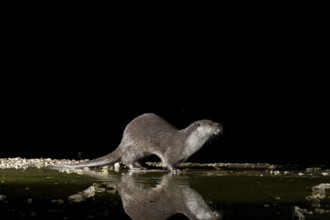 Otter (Lutra lutra), by a stream, Nostranska, Slovenia