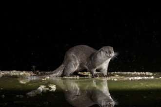 Otter (Lutra lutra), by a stream, Nostranska, Slovenia