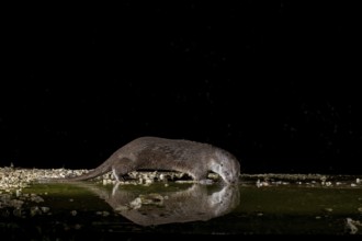 Otter (Lutra lutra), by a stream, Nostranska, Slovenia