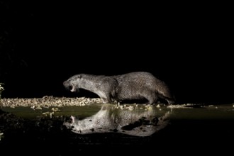 Otter (Lutra lutra), by a stream, Nostranska, Slovenia