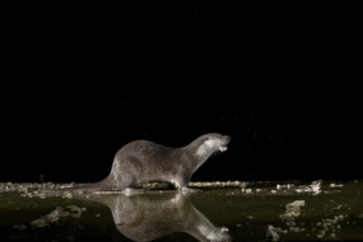Otter (Lutra lutra), by a stream, Nostranska, Slovenia