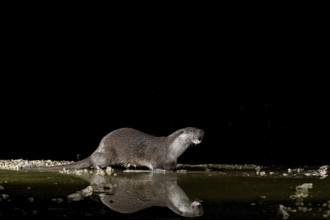 Otter (Lutra lutra), by a stream, Nostranska, Slovenia