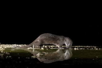 Otter (Lutra lutra), by a stream, Nostranska, Slovenia