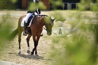 Horse and rider on the warm-up arena in preparation for a dressage test at an equestrian event,