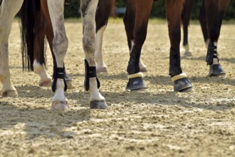Close-up of horse legs with protective materials at an equestrian event, Rhineland-Palatinate,