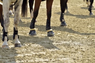 Close-up of horse legs with protective materials at an equestrian event, Rhineland-Palatinate,