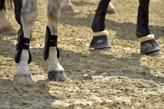 Close-up of horse legs with protective materials at an equestrian event, Rhineland-Palatinate,
