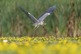 Grey heron (Ardea cinerea) flying, with fish (catfish), Race, Slovenia