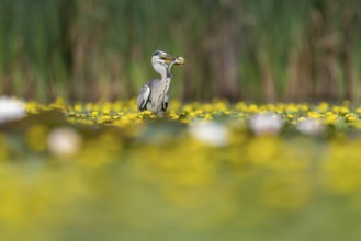 Grey heron (Ardea cinerea) in the water, with fish (catfish), Race, Slovenia