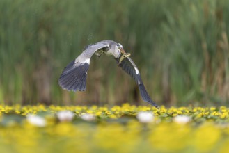 Grey heron (Ardea cinerea) flying, with fish (catfish), Race, Slovenia