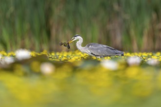 Grey heron (Ardea cinerea) in the water, with fish (catfish), Race, Slovenia